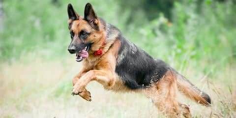 Los perros y sus problemas de salud Los perros y sus problemas de salud