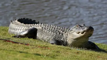 Caimán ataca a mujer que paseaba con su perro cerca de lago de Florida Caimán ataca a mujer que paseaba con su perro cerca de lago de Florida