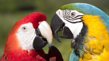 Guacamaya, ave exótica que resalta por sus colores