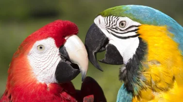 Guacamaya, ave exótica que resalta por sus colores