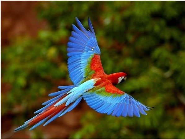 Guacamaya, ave exótica que resalta por sus colores Guacamaya, ave exótica que resalta por sus colores