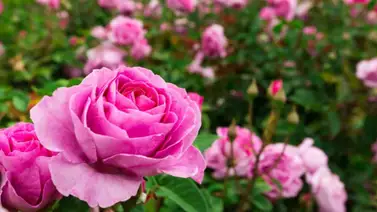 Cómo cultivar y cuidar las rosas en casa Cómo cultivar y cuidar las rosas en casa