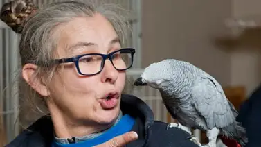 De esta forma puedes enseñar a tu loro a hablar De esta forma puedes enseñar a tu loro a hablar