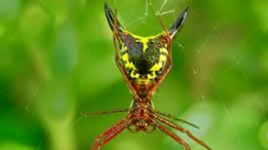 Conoce dónde vive la araña Pikachu