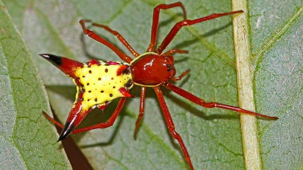 Conoce dónde vive la araña Pikachu Conoce dónde vive la araña Pikachu
