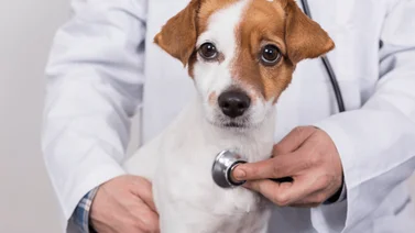 Cómo identificar la insuficiencia cardíaca en perros
