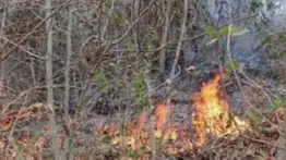 Bolivia presenta un plan para evitar incendios forestales en áreas sensibles