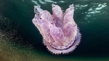 Identifican una nueva especie de medusa y la nombran como atuendo nupcial japonés Identifican una nueva especie de medusa y la nombran como atuendo nupcial japonés