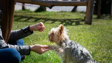 ¿Cómo enseñar al perro a dar la pata? ¿Cómo enseñar al perro a dar la pata?