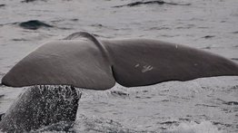 Pescadores encuentran fortuna en el estómago de una ballena