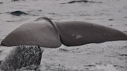 Pescadores encuentran fortuna en el estómago de una ballena