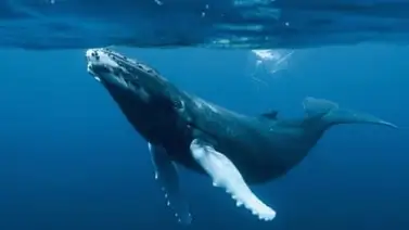 Los verdaderos gigantes de la Antártida Los verdaderos gigantes de la Antártida