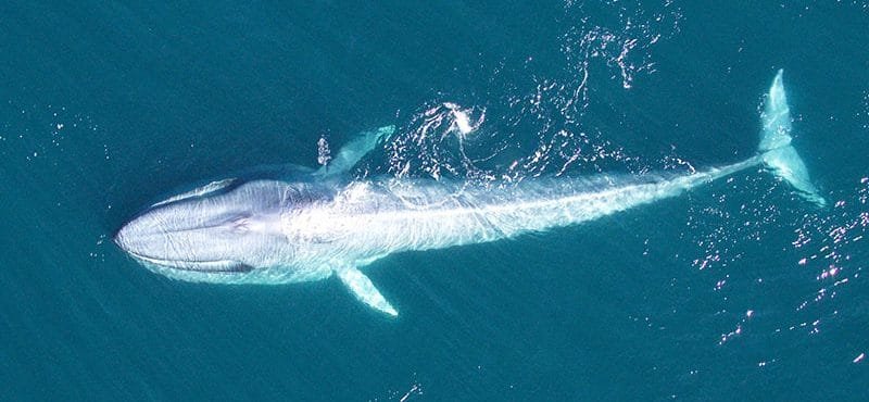 Los verdaderos gigantes de la Antártida Los verdaderos gigantes de la Antártida
