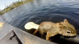 Un hombre salva de morir ahogada a una ardilla en Canadá (+Vídeo)