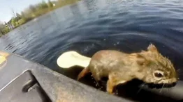 Un hombre salva de morir ahogada a una ardilla en Canadá (+Vídeo)