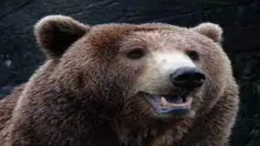 Mujer defiende a sus perros de gran oso pardo (+Video) Mujer defiende a sus perros de gran oso pardo (+Video)