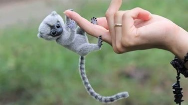 Mascotas exóticas que podrás tener en casa