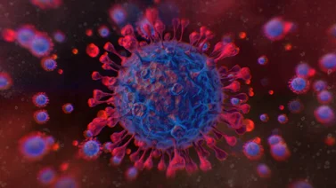 Identifican un anticuerpo del resfriado común que reacciona a la infección por el SARS-CoV-2