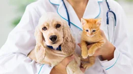 Descubre la edad de perros y gatos