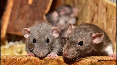 Plaga de ratones destructivos atormenta a ciudades de Australia