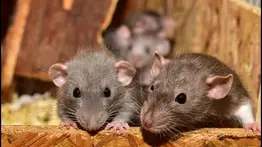 Plaga de ratones destructivos atormenta a ciudades de Australia