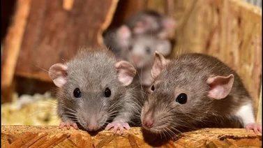 Plaga de ratones destructivos atormenta a ciudades de Australia