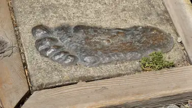 Podría ofrecer recompensa de 25.000 dólares por capturar a Pie Grande Podría ofrecer recompensa de 25.000 dólares por capturar a Pie Grande