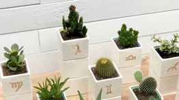 Mejores plantas para tu signo zodiacal