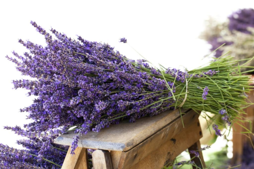 Mejores plantas para tu signo zodiacal Mejores plantas para tu signo zodiacal