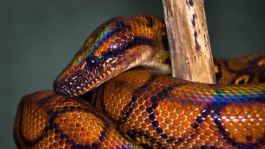 Boa arcoíris: un reptil con hábitos nocturnos Boa arcoíris: un reptil con hábitos nocturnos