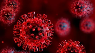 El hongo negro: La rara infección que ataca a pacientes de COVID-19 en India