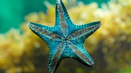 Datos curiosos sobre la estrella de mar