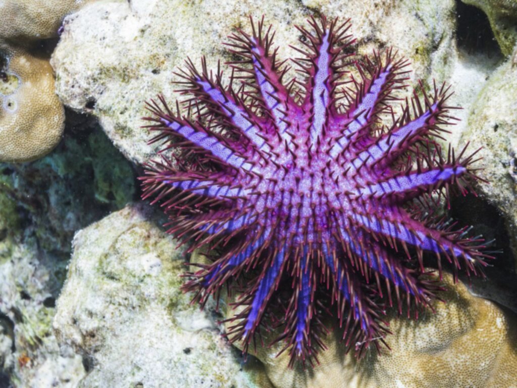 Datos curiosos sobre la estrella de mar Datos curiosos sobre la estrella de mar