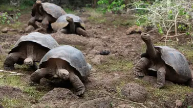 Encuentran tortuga en Galápagos que se creía extinguida hace más de cien años Encuentran tortuga en Galápagos que se creía extinguida hace más de cien años