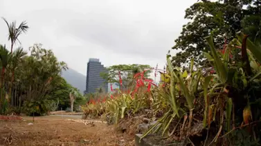 Ministerio Público priva de libertad a tres hombres por presunta invasión en Jardín Botánico de la UCV Ministerio Público priva de libertad a tres hombres por presunta invasión en Jardín Botánico de la UCV