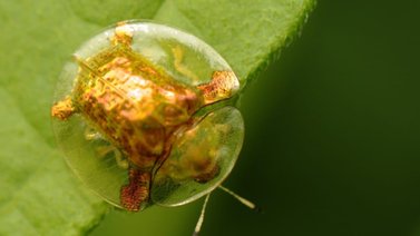 Conoce el escarabajo tortuga dorada