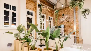 Estas son las mejores plantas de interior Estas son las mejores plantas de interior