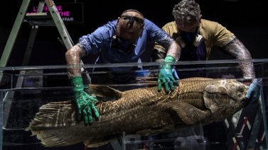 Especies marinas que se creían extintas reaparecen en Madagascar