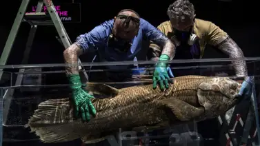 Especies marinas que se creían extintas reaparecen en Madagascar Especies marinas que se creían extintas reaparecen en Madagascar