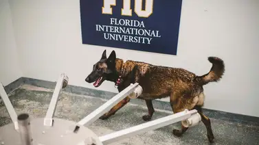 Perros detectores de covid "certificados" debutarán en feria de Miami Perros detectores de covid "certificados" debutarán en feria de Miami