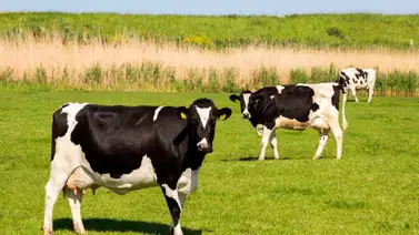 En Tailandia sortean vacas para que las personas se vacunen En Tailandia sortean vacas para que las personas se vacunen