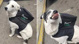 Una perra se vuelve viral por "repartir" comida a domicilio en México