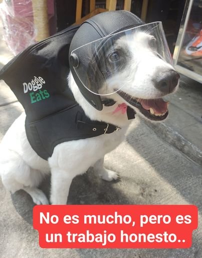Una perra se vuelve viral por "repartir" comida a domicilio en México