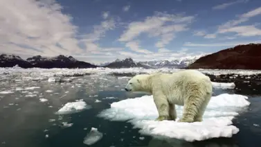 Antes de 2050 el Ártico se quedará libre de hielo marino, según informe Antes de 2050 el Ártico se quedará libre de hielo marino, según informe