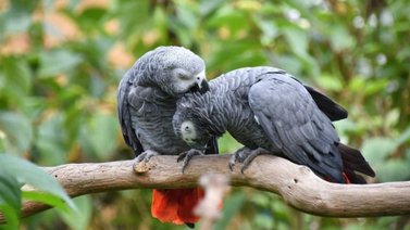 Remedios para eliminar el piojillo de las aves