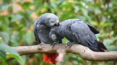 Remedios para eliminar el piojillo de las aves
