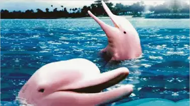 Delfines que no sabía que existían Delfines que no sabía que existían