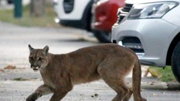 Puma se pasea libremente por las calles de San Francisco