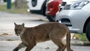 Puma se pasea libremente por las calles de San Francisco Puma se pasea libremente por las calles de San Francisco
