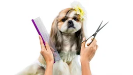 Estética canina adecuada según su raza